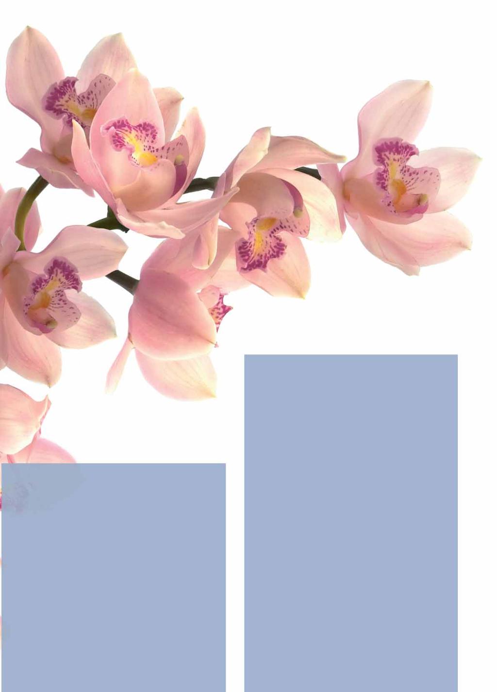 LUFTFEUCHTE LICHT Orchideen lieben helles Licht, aber keine pralle Sonne. Bei starker Sonneneinstrahlung und am Südfenster muss mittags für Schattierung gesorgt werden.