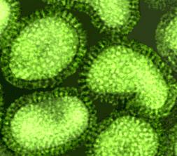 Neuraminidase-Hemmer blockieren die Freisetzung von Influenzaviren