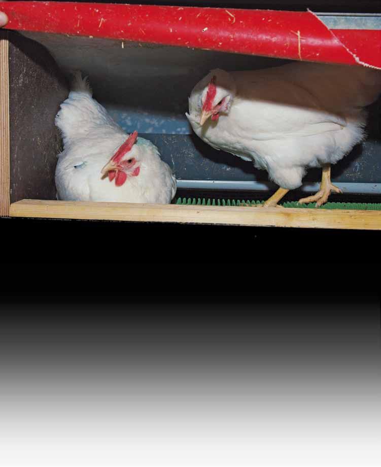 PoultryTechnical LOHMANN TIERZUCHT NEWS Selektion