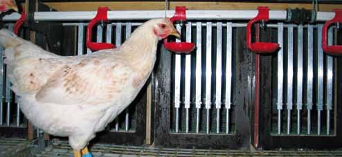 Gleichzeitig sollten aber auch alle Hennen bezüglich ihrer Leistungskriterien in derselben Umgebung geprüft werden, um Leistungsabweichungen, die auf unterschiedliche