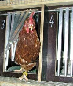 Bisher wurden relevante Leistungsmerkmale wie die Eizahl oder auch Eiqualitätskriterien für jede einzelne Henne ausschließlich in Einzelkäfigen erfasst.