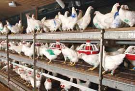 Nestverhaltensund Leistungsmerkmale, die das WMN für jede einzelne Henne bestimmt.