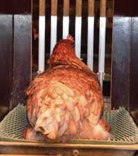 Daten zur Nestgängigkeit resultieren aus der gesammelten Anzahl verkaufsfähiger Nesteier je Henne im WMN, auf deren Basis ein Zuchtwert geschätzt wird.