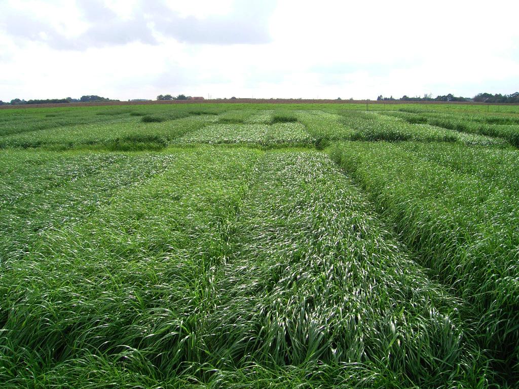 Biomasseproduktion mit Zwischenfrüchten, Feldgras und Dauergrünland Bearbeitung: Dr.