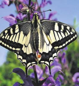 Juli sind alle Schmetterlingsfreunde aufgerufen, im Garten, auf dem Balkon, am Straßenrand oder in öffentlichen Grünanlagen Schmetterlinge zu zählen und ihre Ergebnisse dem NABU mitzuteilen.
