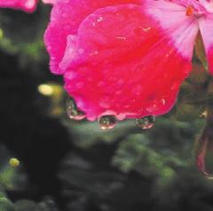 Mai von 11-16 Uhr Kommunal- und Gartengeräte Damit Rosen im Sommer so prächtig blühen, ist ein Rückschnitt im Frühling erforderlich.