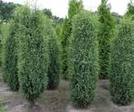 mehrstämmig und als großer Solitär vorhanden Juniperus communis Hibernica