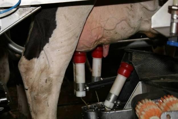 Die Kuh gibt ungefähr sechzehn Liter Milch. Die Milch kommt in einen groβen Tank. Dann geht die Kuh wieder aus dem Melkroboter heraus. Nun werden die Zitzen desinfiziert.