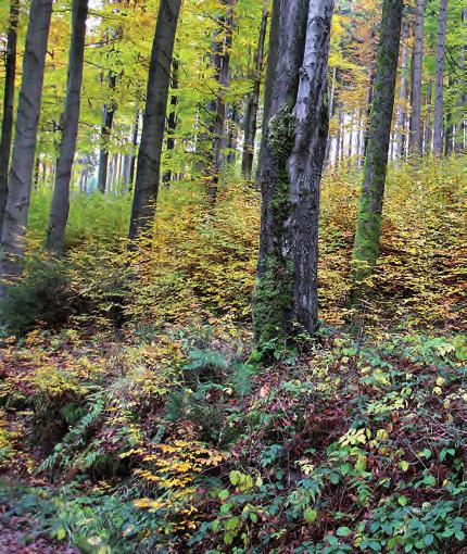 Büchner Buchen-Fichten-Mischwald im Schwarzwassertal - eines