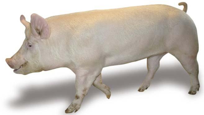AG für Dienstleistungen in der Schweineproduktion Société de prestations de service en production porcine In Kombination unschlagbar PRIMERA 1234 PRIMERA PREMO 1234 PREMO Vielen Dank für Ihr