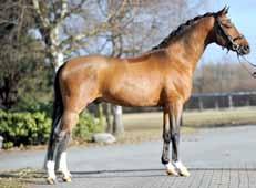 internationalen FEI Ponys, sowie Landeschampion in Westfalen & Weser-Ems, entspringt dieser Nobelmann.
