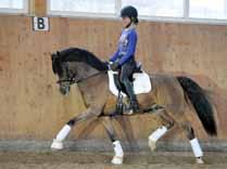 Er empfiehlt sich für (zu) große Ponystuten oder zu kleine Reitpferdestuten.