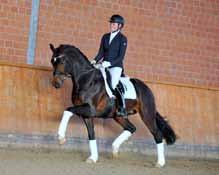 Die erste öffentliche Vorstellung erfolgte in der Reitpferdeprüfung für 3-jährige Pferde auf dem großen Remonte-Turnier in Soest-Ostönnen 2015.