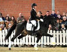 Anlässlich der Westfälischen Ponykörung avancierte A KIND OF MAGIC mit maximaler Bewegungsfreiheit beim Freilaufen und an der Longe zum Publikumsliebling.