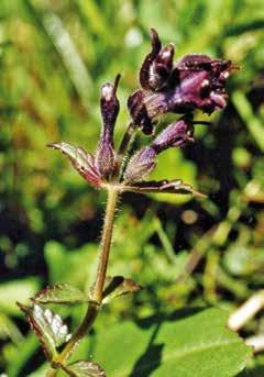 Die Oberlippe der Blüte ist helmförmig und länger als die 3-zipfelige Unterlippe. Hummeln haben eine Vorliebe für blaue und violette Blüten und bestäuben auch den Alpenhelm.