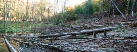 angepflanzt Steilheit, Hitze, Flachgründigkeit Biberwiesen 5 Lichter (sub-) montaner