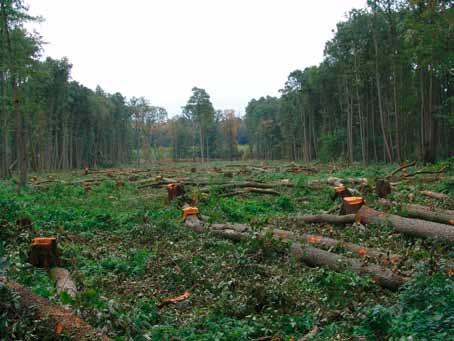 Eine Verjüngung der Erlenwälder durch Lochhiebe eignet sich vor allem für kleinere Bestände bis zu etwa drei Hektar Größe.
