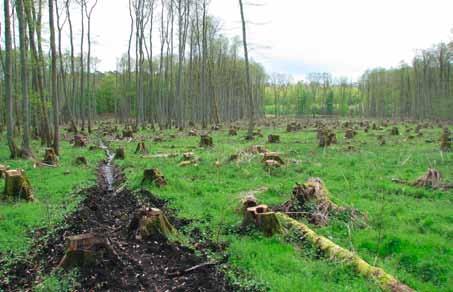 Die künstliche Verjüngung erfolgt nach vorheriger Nutzung des Altbestandes. Dabei verbleibt eine unterschiedlich große Anzahl von Stöcken der geernteten Bäume auf der Fläche.