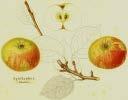 Karmeliter Reinette 11088 Französische Goldreinette, Möriker Wintertafelapfel unbekannter Herkunft. Mitte des 17. Jahrhunderts in Frankreich erwähnt. Frucht mittelgross.