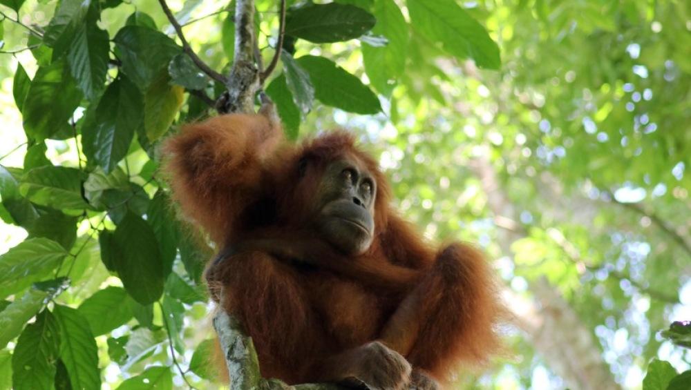 Sumatra: Orang Utans, Dschungel & mystische Vulkanseen 7 Tage / 6 Nächte Aktiv