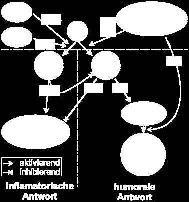 IFN-γ aktiviert nicht nur Makrophagen sondern hat eine inhibitorische Wirkung auf T H 2-Zellen und reguliert somit die antikörpervermittelte Immunantwort (s.u.).