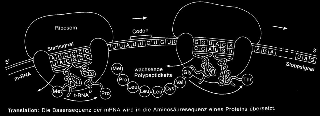 AB: hemie roteinbiosynthese; mra und tra ukleinsäuren tra: hier die tra mit der Aminosäure: Alanin = tra Ala Transkription: Komplementär zur DA bildet sich die mra (messenger RA).
