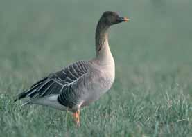 Die Vögel erscheinen ab Oktober, erreichen im November ein Bestandmaximum und ziehen bis Ende Februar wieder ab.