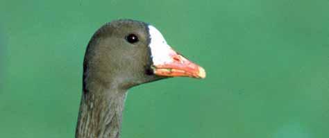 93 Vögel Blässgans (Anser albifrons) Besonders geschützt, Artikel 4 (2) Vogelschutz-Richtlinie Die Blässgans kommt in NRW als sehr häufiger, aber lokaler Durchzügler und Wintergast vor.