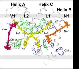 1 Einleitung die N1-Bindestelle in der mehr peripheren Helix B und ragt in die Lipidphase hinein. Vx ist an der peripheren V1-Bindestelle an der monomeren Schnittstelle lokalisiert (Standfuss et al.