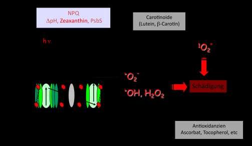 1 Einleitung Chlorophyll-Konzentrationsänderungen und den Abbau reaktiver Sauerstoffspezies durch Antioxidantien (z.b. -Tocopherol) und Enzyme.