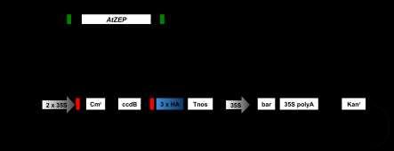 Aufgrund der Verwendung des genomischen OLR für die homologe Überexpression konnte nur die Spleißvariante 1 (AtZEP1) mit C-terminalen Anhängen in Pflanzen exprimiert werden, während durch das