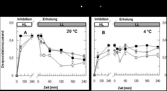 3 Ergebnisse Abb. 3.15: Deepoxidationszustand (DEPS) während der Photoinhibition und Erholung bei 20 C und 4 C.