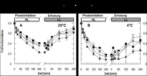 3 Ergebnisse Abb. 3.16: Zeitlicher Verlauf der Photoinhibition und Erholung bei 20 C und 4 C.
