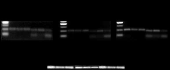 DP: cdna-dunkelprobe (WT Col-0); 15 min: cdna aus 15minütig belichteten WT Col-0 -Blättern; 60 min: cdna aus 60minütig belichteten WT Col-0-Blättern; +K: genomische DNA (WT Col-0). In Abb. 3.18.