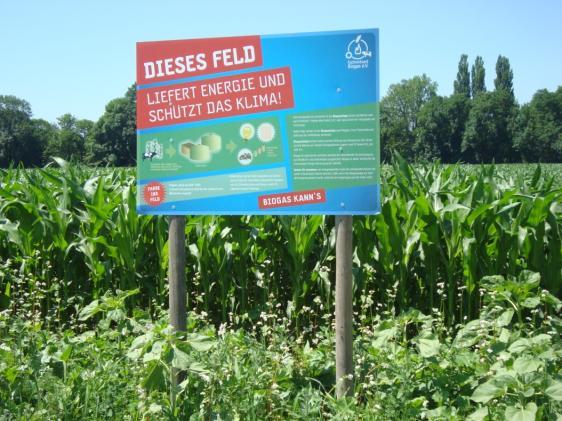 Kritik am Maisanbau Anbauumfang Silomais, Körnermais inkl. CCM in Bayern (Quelle DMK): 2013: rund 530.000 ha, ca. 28 % (150.000 ha) für Biogas 2014: rund 555.