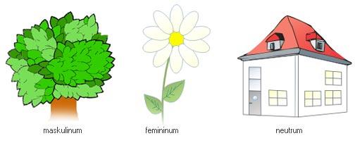 Definition Genus Es gibt drei Geschlechter: Arten Beispiel maskulinum - männlich der Baum