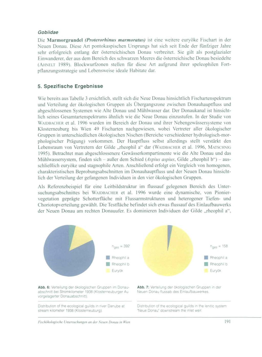 Gobiidae Die Marmorgrundel (Proterorhinus marmomtus) ist eine weitere euryöke Fischart in der Neuen Donau.