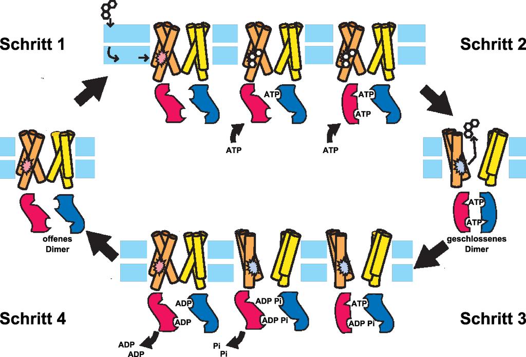 1.3 P-Glykoprotein (P-gp) Abb. 1.5: ATP-Switch Modell nach Higgins und Linton ([27], verändert). zu Beginn des Zyklus frei vor, d. h. weder NBD noch Substratbindungsstelle sind besetzt.