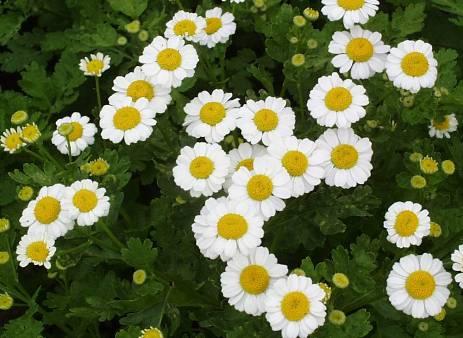Blühendes für bunte Sträuße: Sommerblumen für den Blumenschnitt Sommerblumen im Garten erfüllen einen zweifachen Nutzen: zum einen dienen sie als Zierde, Farbtupfer und