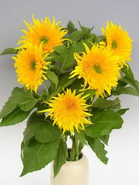 In der Vase halten Lathyrus odoratus etwa 6 Tage lang. Standortansprüche Sommerblumen lieben Sonne. Deshalb ist ein sonniger bis halbschattiger Standort zu wählen.