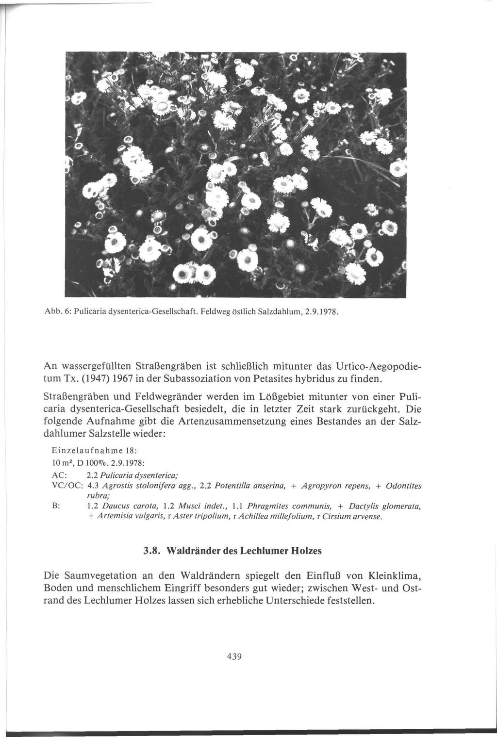 Abb. 6: Pulicaria dysenterica-gesellschaft. Feldweg östlich Salzdahlum, 2.9.1978. An wassergefüllten Straßengräben ist schließlich mitunter das Urtico-Aegopodietum Tx.
