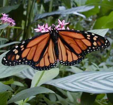 Nanostrukturierte Oberflächen in der Natur Die Farben von