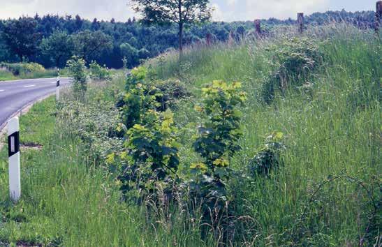 Das Vorrücken von Gehölzen in die Grasflächen, wie in diesem Beispiel, sollte aus verkehrssicherheitstechnischen, betrieblichen und naturschutzfachlichen Gründen verhindert werden.