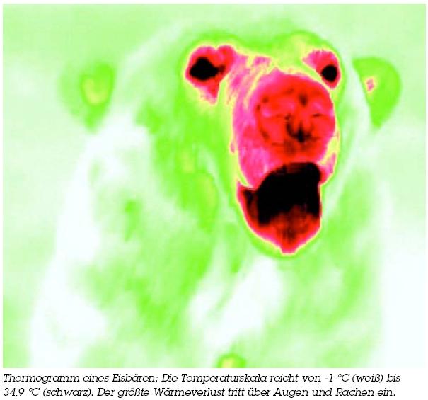 Eisbär, Infrarot-Emission Wärmeverlust durch Augen und Rachen