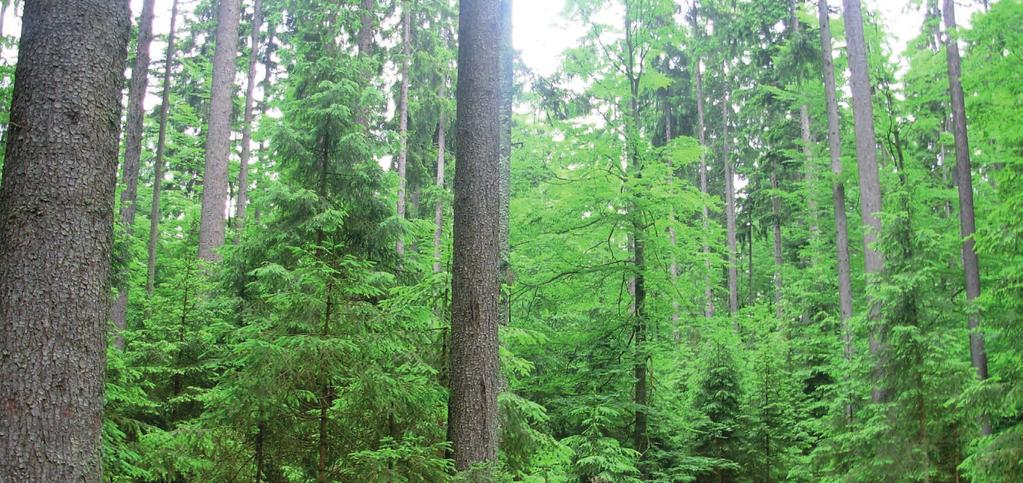 Folie 9 Baumartenverteilung Natürlicher Wald ist in der Regel eine vielfältige Pflanzengesellschaft.