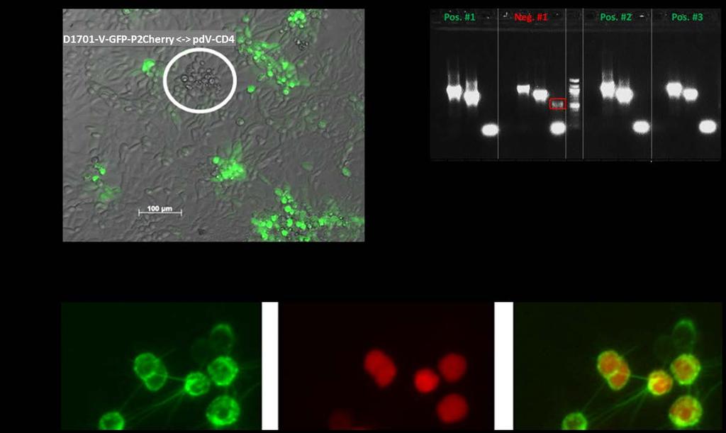 Zusammenfassung der Ergebnisse Abb. 9: Selektion der Rekombinante D1701-V-CD4-P2Cherry. (A) Loss-of-fluorescence : Selektion von D1701-V-CD4-P2Cherry mittels Fluoreszenzmikroskopie.