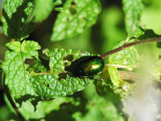 Als beißende Insekten findet man Käfer, Schmetterlingsraupen und Minierfliegen. Blattläuse am Basilikum Insekten und ihre Larven fressen an den ober- und unterirdischen Pflanzenteilen.