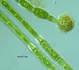 Klasse Chlorophyceae Oedogoniales Oedogonium sp., Zellteilung mit Kappenbildung Algae: Phytoplankton and Seaweeds http://www.bio.ilstu.edu/armstrong/syllabi/222book/chapt4.