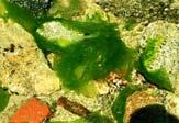 Klasse Ulvophyceae Ulvales Ulva lactuca, Meersalat Thallus entsteht aus Faden Isomorpher