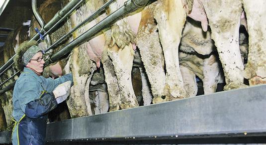 Konsequente Melkroutine: Christine Kilian bereitet immer die Euter von neun Kühen vor, bevor sie die Melkzeuge ansetzt. gungszeiten.